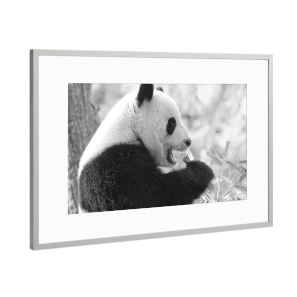 Poster mit Rahmen Silber "Panda Bär sw" artboxONE - Natur,Tiere,Schwarzweiß