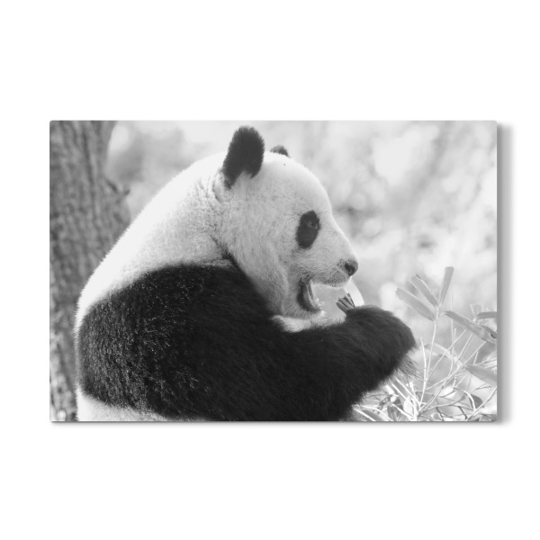 Galerie-Print "Panda Bär sw" 30x20 cm artboxONE