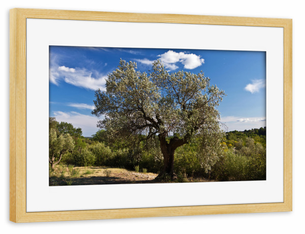 Poster mit Rahmen kiefer "Olivenbaum in Südfrankreich" artboxONE - Natur,Reise,Reise / Länder