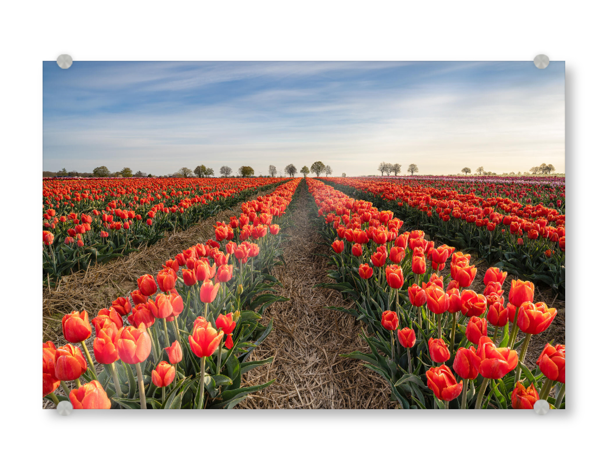 Acrylglasbild "Rote Tulpen" artboxONE - Natur,Floral