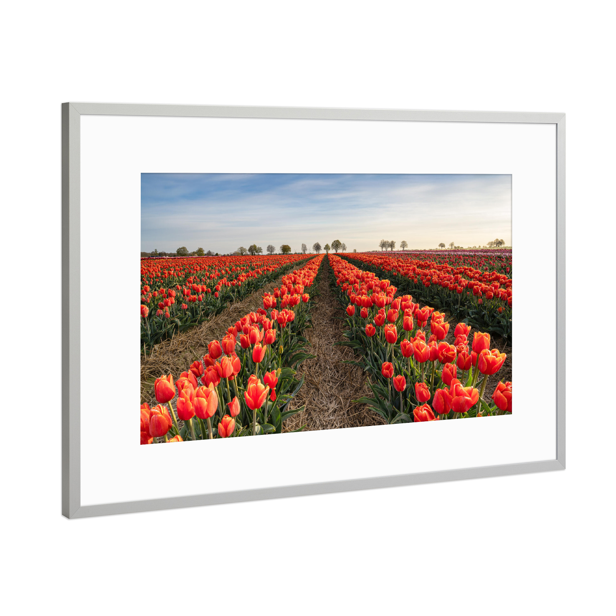 Poster mit Rahmen Silber "Rote Tulpen" artboxONE - Natur,Floral
