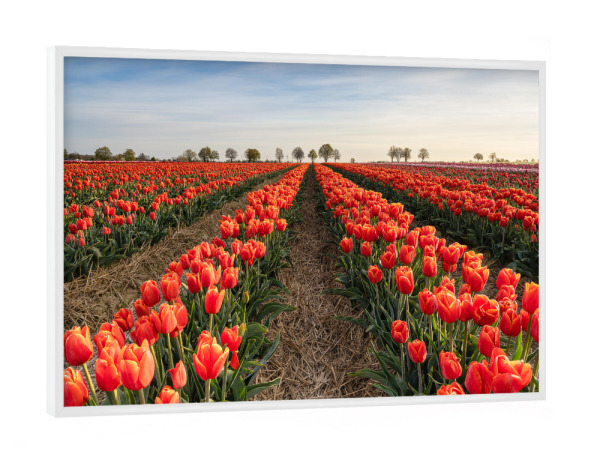 Poster mit weißem Rahmen "Rote Tulpen" artboxONE - Natur,Floral