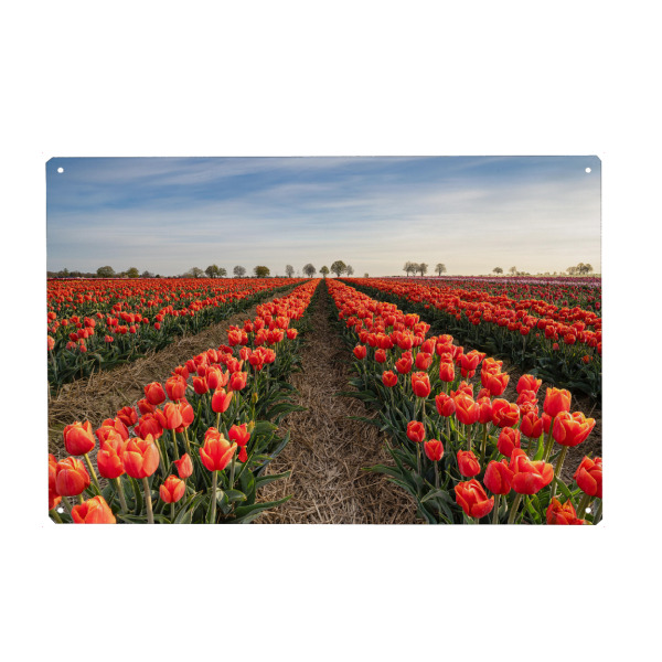 Metall Poster "Rote Tulpen" artboxONE - Natur,Floral