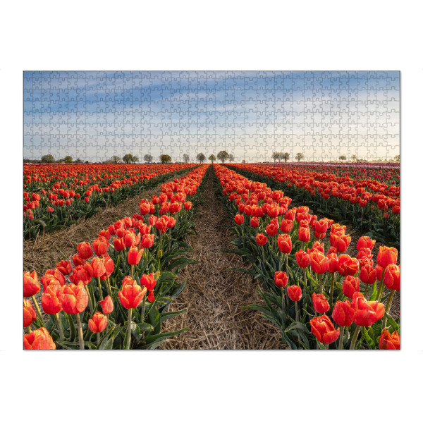 Puzzle Ravensburger "Rote Tulpen" artboxONE - Natur,Floral