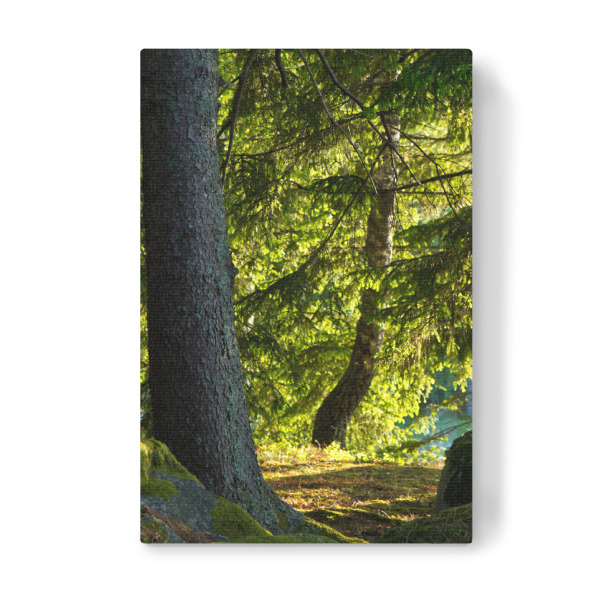 Leinwandbild "Sonne im Wald" artboxONE - Natur,Reise,Reise / Länder