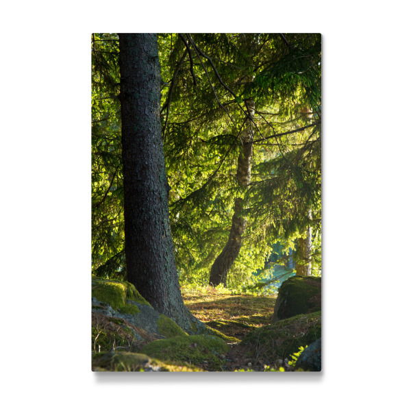 Galerie-Print "Sonne im Wald" 30x20 cm artboxONE