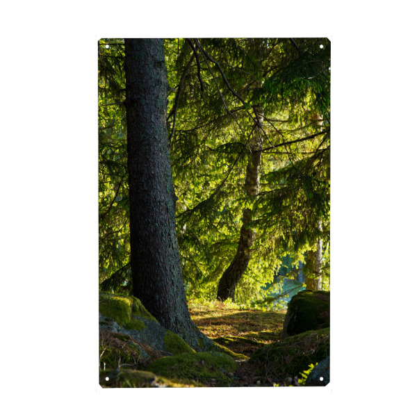 Metall Poster "Sonne im Wald" artboxONE - Natur,Reise,Reise / Länder