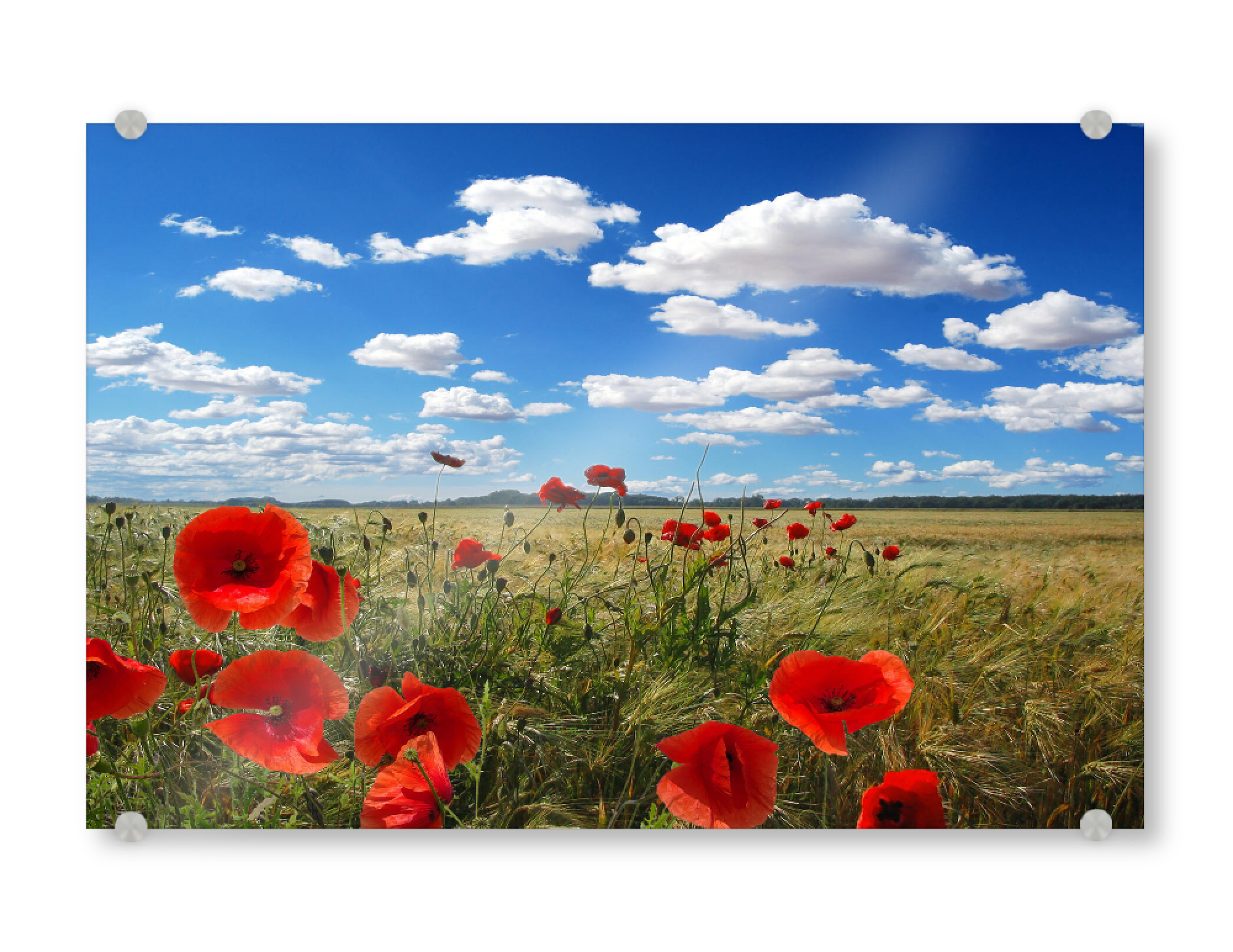 Acrylglasbild "Mohnblumen am Feldrand" artboxONE - Natur,Reise,Floral