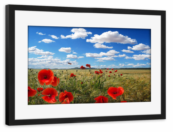 Poster mit Rahmen schwarz "Mohnblumen am Feldrand" artboxONE - Natur,Reise,Floral