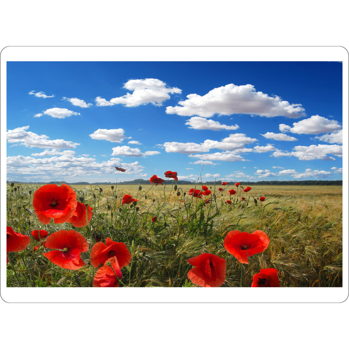 Tischset "Mohnblumen am Feldrand" artboxONE - Natur,Reise,Floral