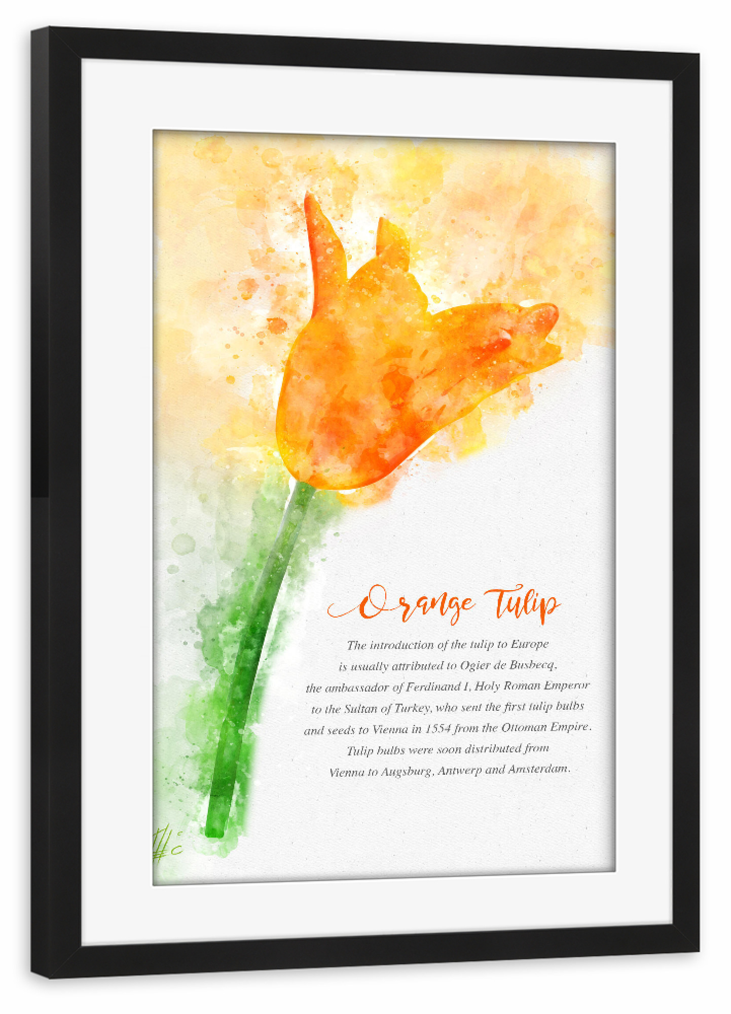 Poster mit Rahmen schwarz "Orange Tulip" artboxONE - Natur,Floral