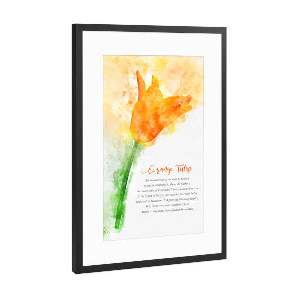 Poster mit Rahmen Schwarz (Metallic) "Orange Tulip" artboxONE - Natur,Floral