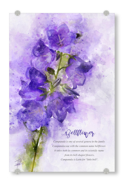 Acrylglasbild "Blue Bellflower" artboxONE - Natur,Floral