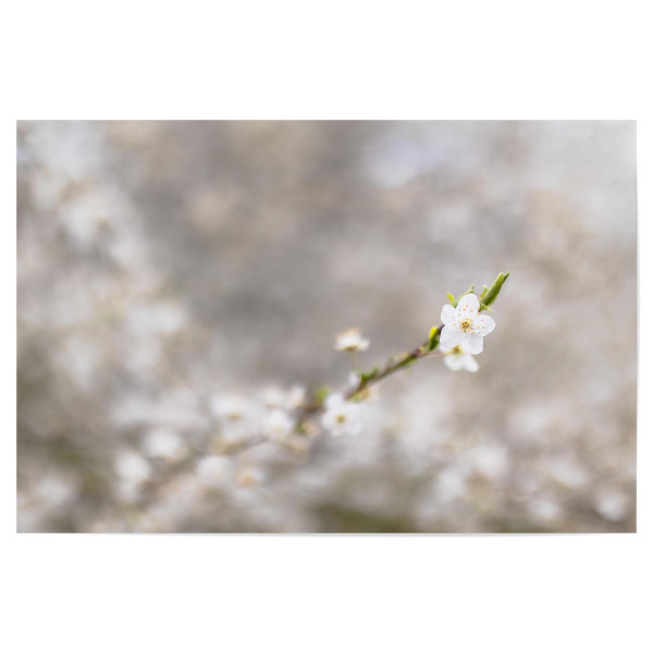 Poster 30x20 cm "Blühender Frühling" artboxONE - Natur,Floral
