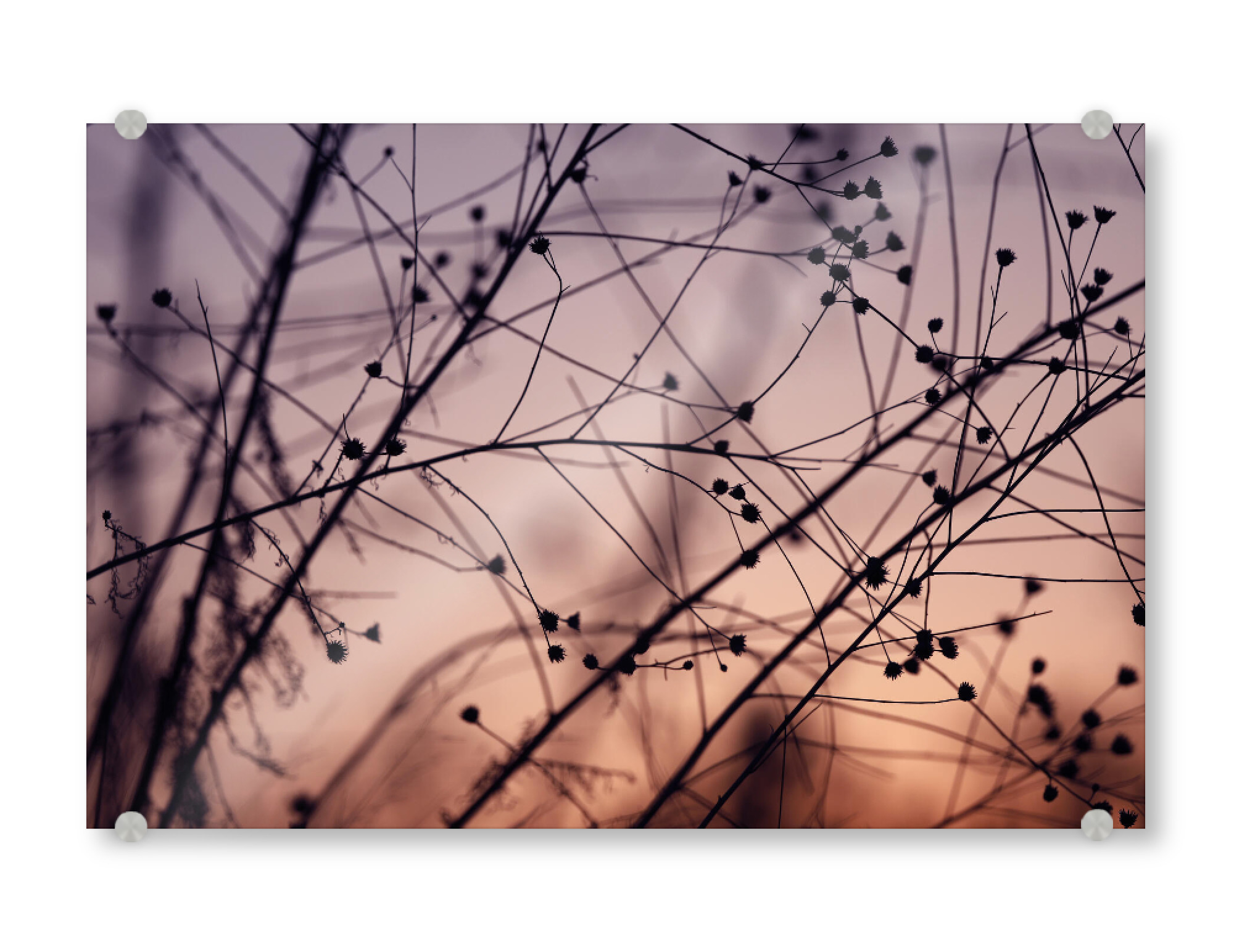 Acrylglasbild "Silhouette Schwarz Pastell" artboxONE - Natur,Floral