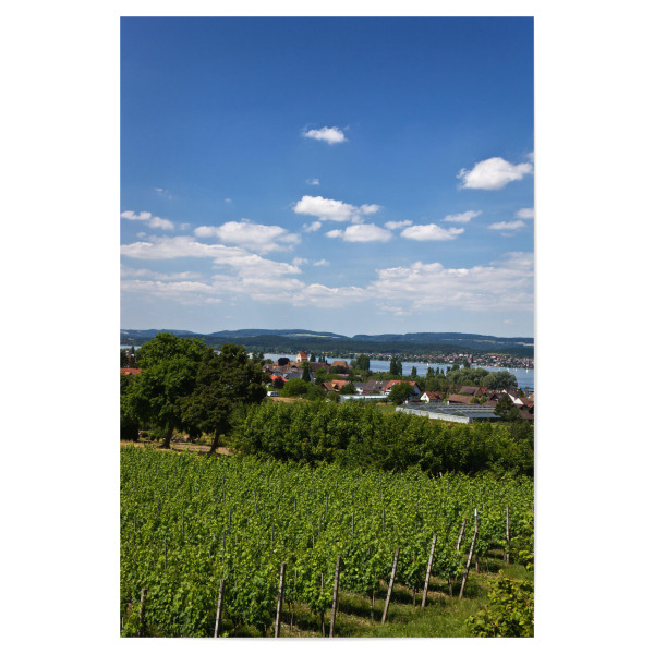Poster 30x20 cm "Sommer auf der Insel Reichenau" artboxONE - Natur,Reise