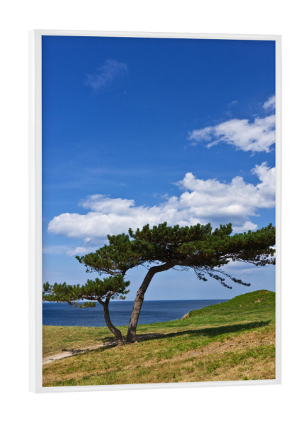 Poster mit weißem Rahmen "Baum am Meer" artboxONE - Natur,Reise,Reise / Strand und Meer,Reise / Länder