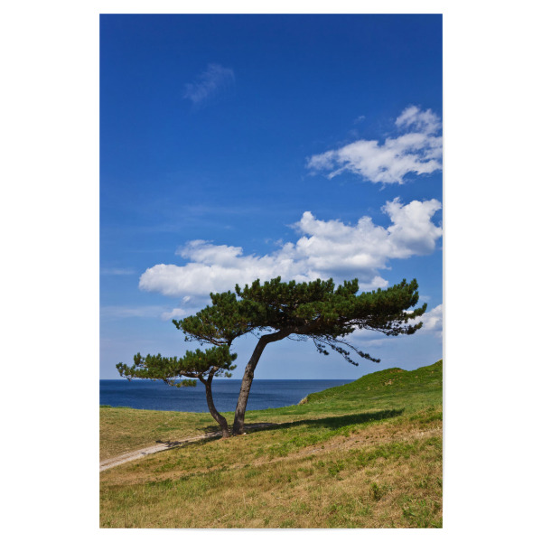 Poster "Baum am Meer" artboxONE - Natur,Reise,Reise / Strand und Meer,Reise / Länder