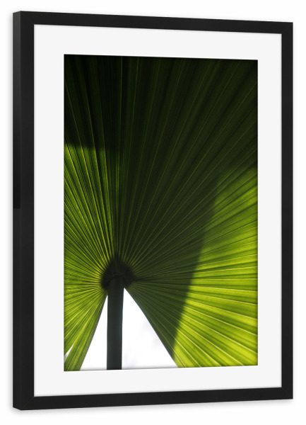 Poster mit Rahmen schwarz "Exotisches grünes Palmenblatt" artboxONE - Natur,Floral,Abstrakt,Für Mama,Für Papa