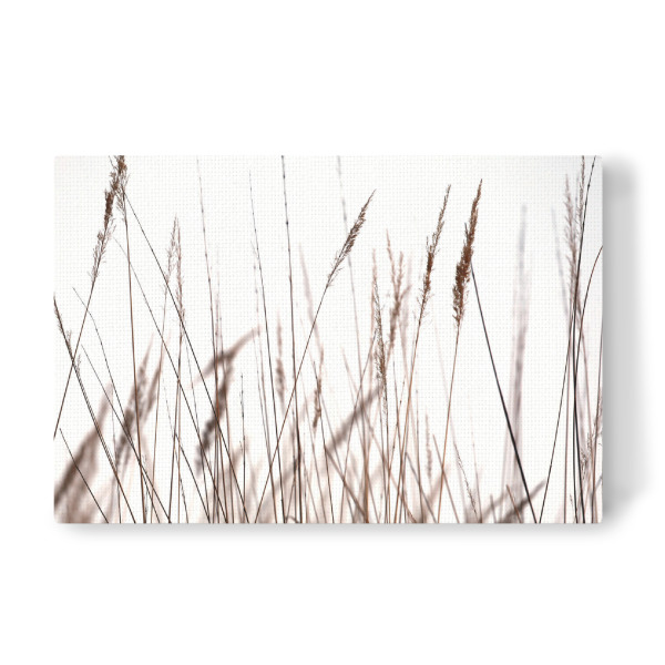 Leinwandbild "Helle Gräser im Sommer" artboxONE - Natur,Floral,Schwarzweiß