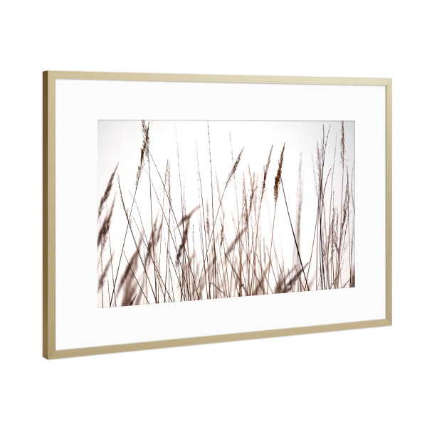 Poster mit Rahmen Gold "Helle Gräser im Sommer" artboxONE - Natur,Floral,Schwarzweiß