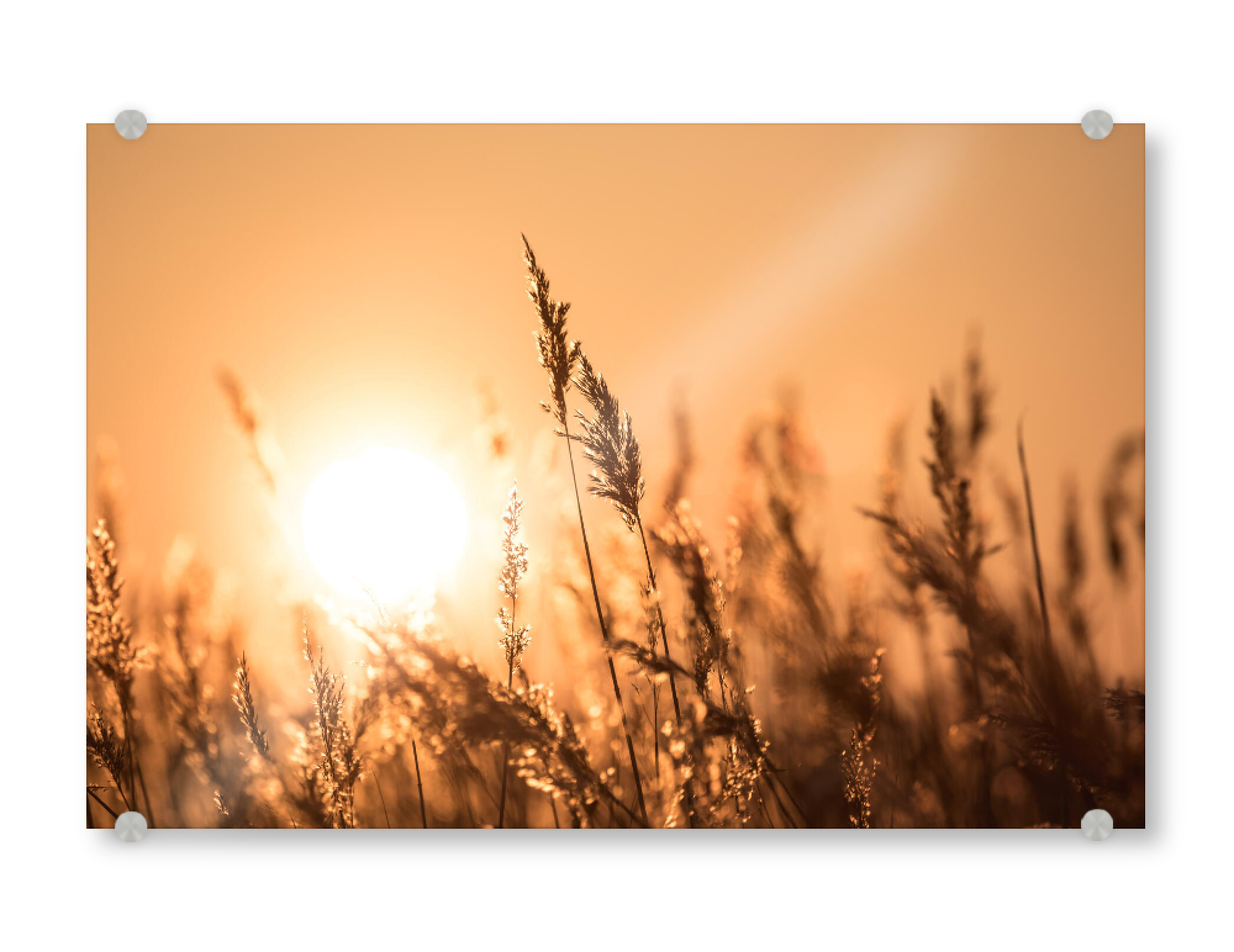 Acrylglasbild "Abendsonne im Schilf" artboxONE - Natur,Floral