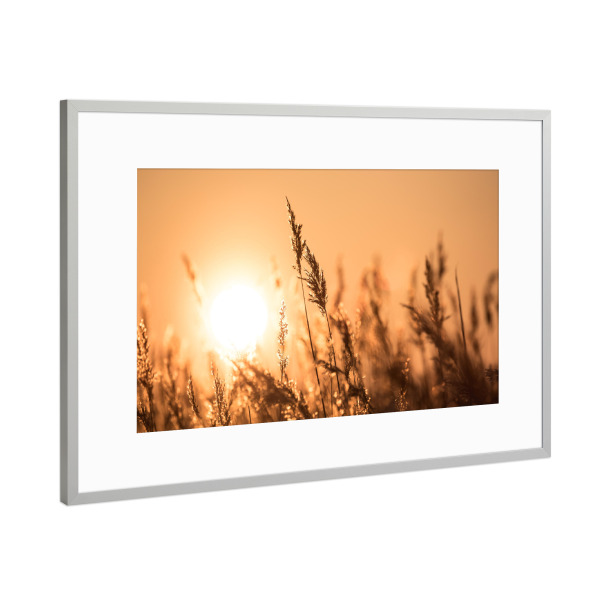 Poster mit Rahmen Silber "Abendsonne im Schilf" artboxONE - Natur,Floral