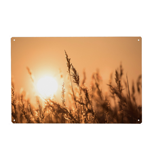 Holzbild "Abendsonne im Schilf" artboxONE - Natur,Floral