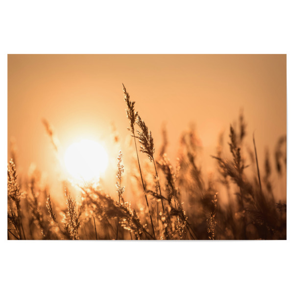 Poster 30x20 cm "Abendsonne im Schilf" artboxONE - Natur,Floral