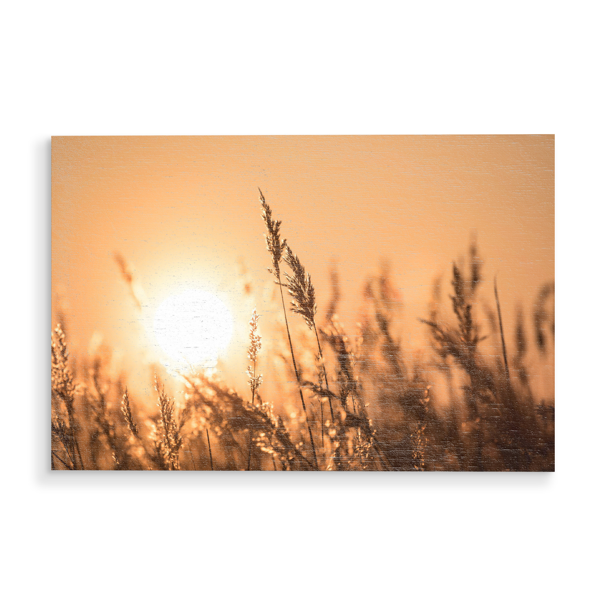 Holzbild "Abendsonne im Schilf" artboxONE - Natur,Floral