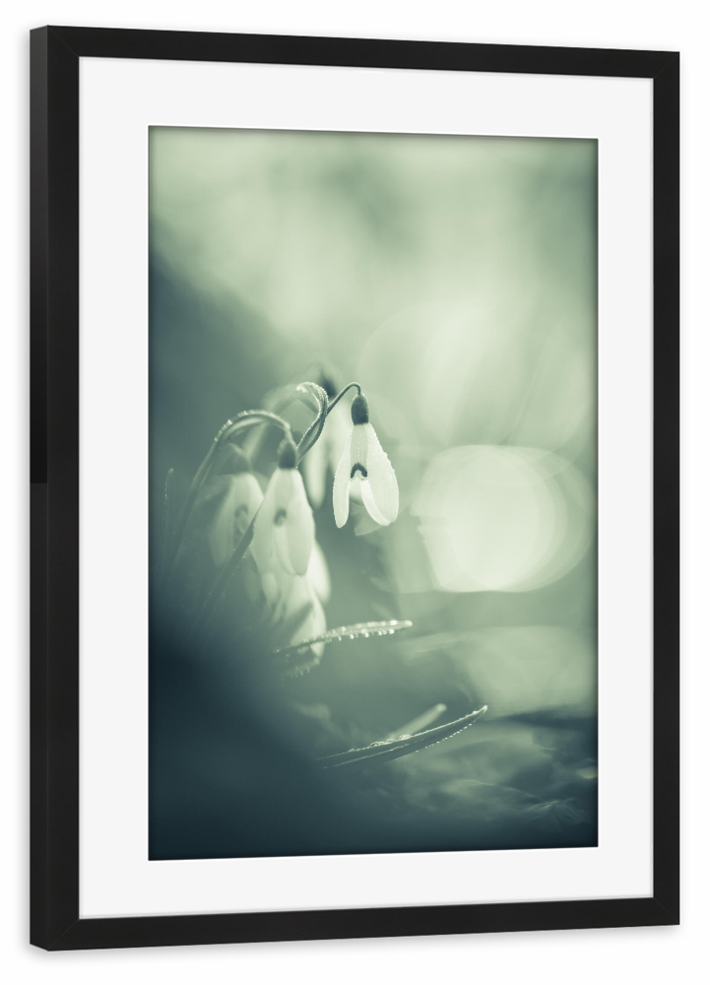 Poster mit Rahmen schwarz "Schneeglöckchen" artboxONE - Natur,Floral