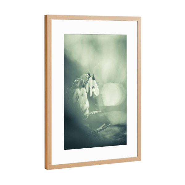 Poster mit Rahmen Kupfer "Schneeglöckchen" artboxONE - Natur,Floral