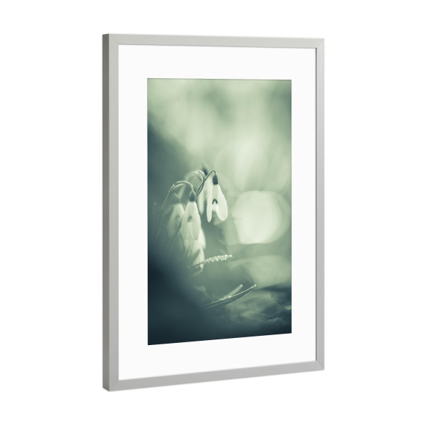 Poster mit Rahmen Silber "Schneeglöckchen" artboxONE - Natur,Floral