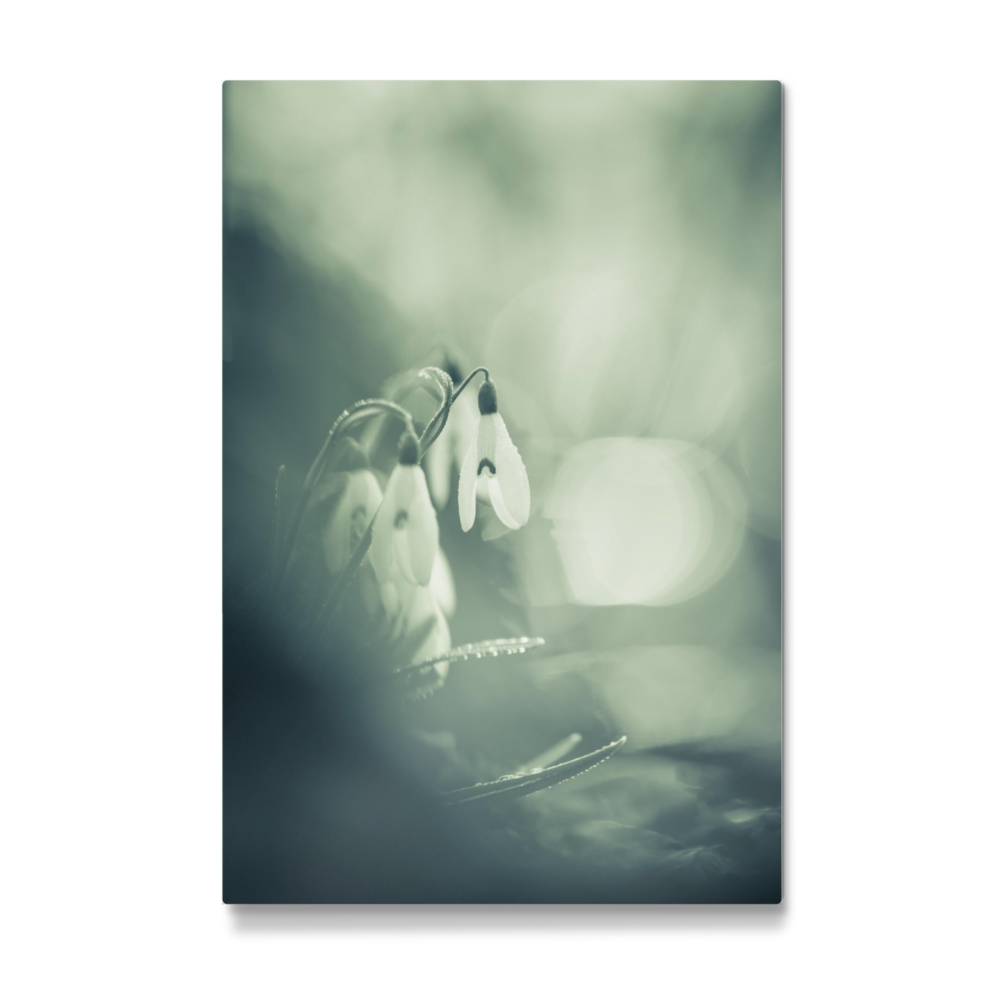 Galerie-Print "Schneeglöckchen" 75x50 cm artboxONE