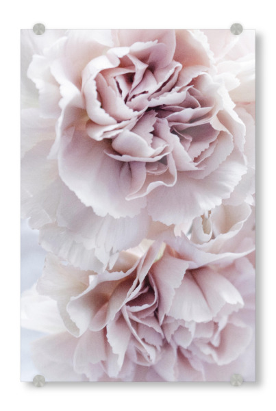 Acrylglasbild "Blooming Carnation" artboxONE - Natur,Floral