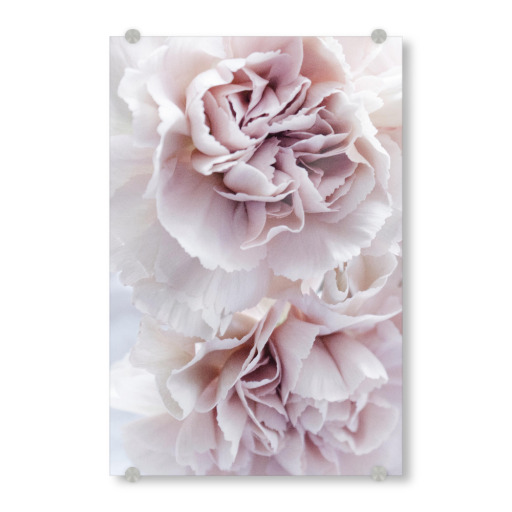 Blooming Carnation
