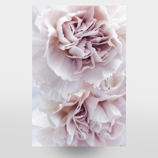 Blooming Carnation Blooming Carnation