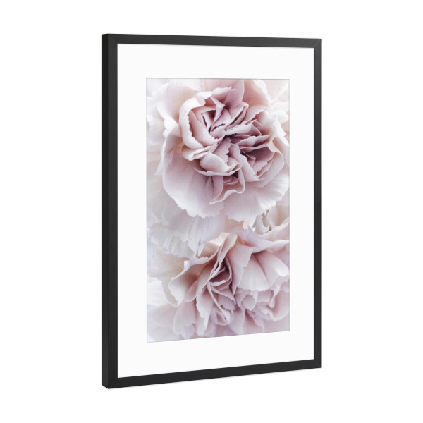 Poster mit Rahmen Schwarz (Metallic) "Blooming Carnation" artboxONE - Natur,Floral