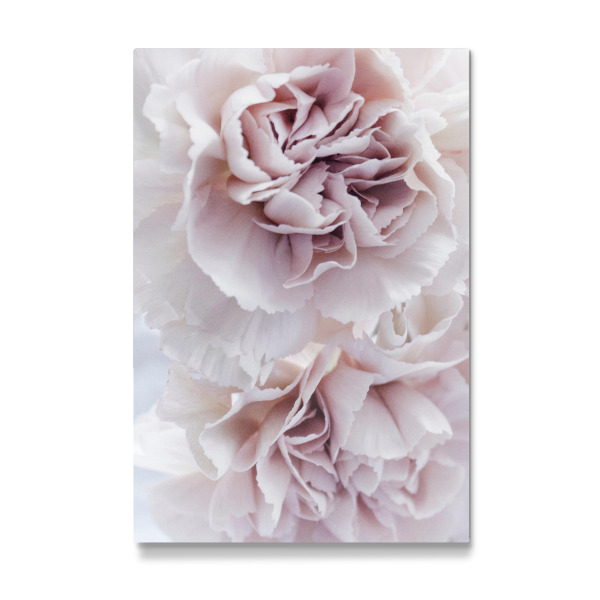 Galerie-Print "Blooming Carnation" 30x20 cm artboxONE