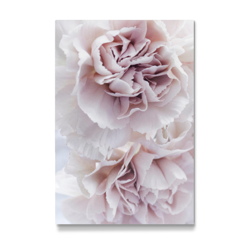 Blooming Carnation