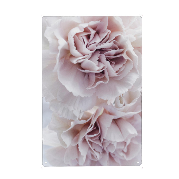Metall Poster "Blooming Carnation" artboxONE - Natur,Floral
