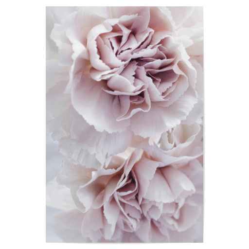 Blooming Carnation