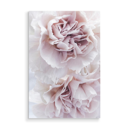 Blooming Carnation Blooming Carnation