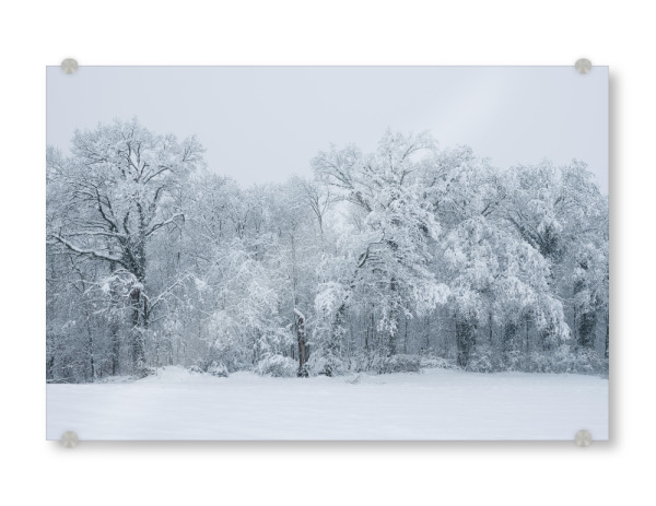 Acrylglasbild "Snow covered forest in winter" artboxONE - Natur