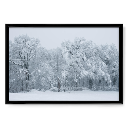 Snow covered forest in winter
