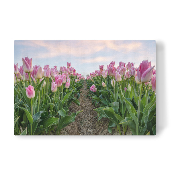 Leinwandbild "Rosa Tulpen" artboxONE - Natur,Floral