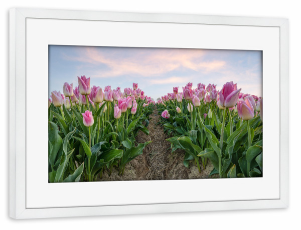 Poster mit Rahmen weiß "Rosa Tulpen" artboxONE - Natur,Floral