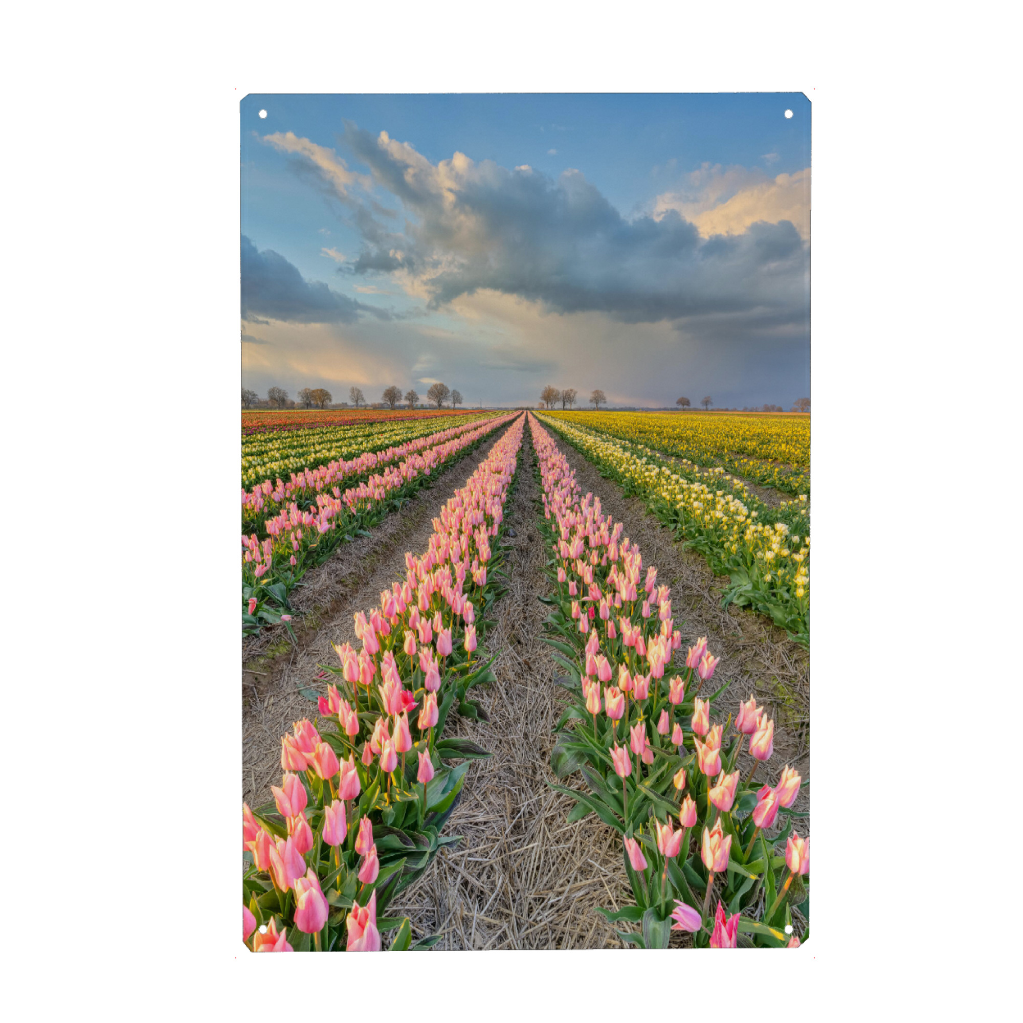 Holzbild "Tulpenfeld im Rheinland" artboxONE - Natur