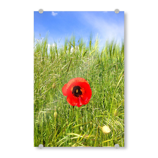 Pusteblume im Sommer