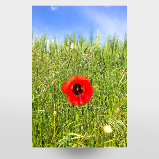 Pusteblume im Sommer
